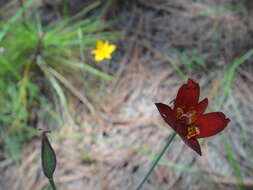 صورة Calochortus fuscus Schult. fil.