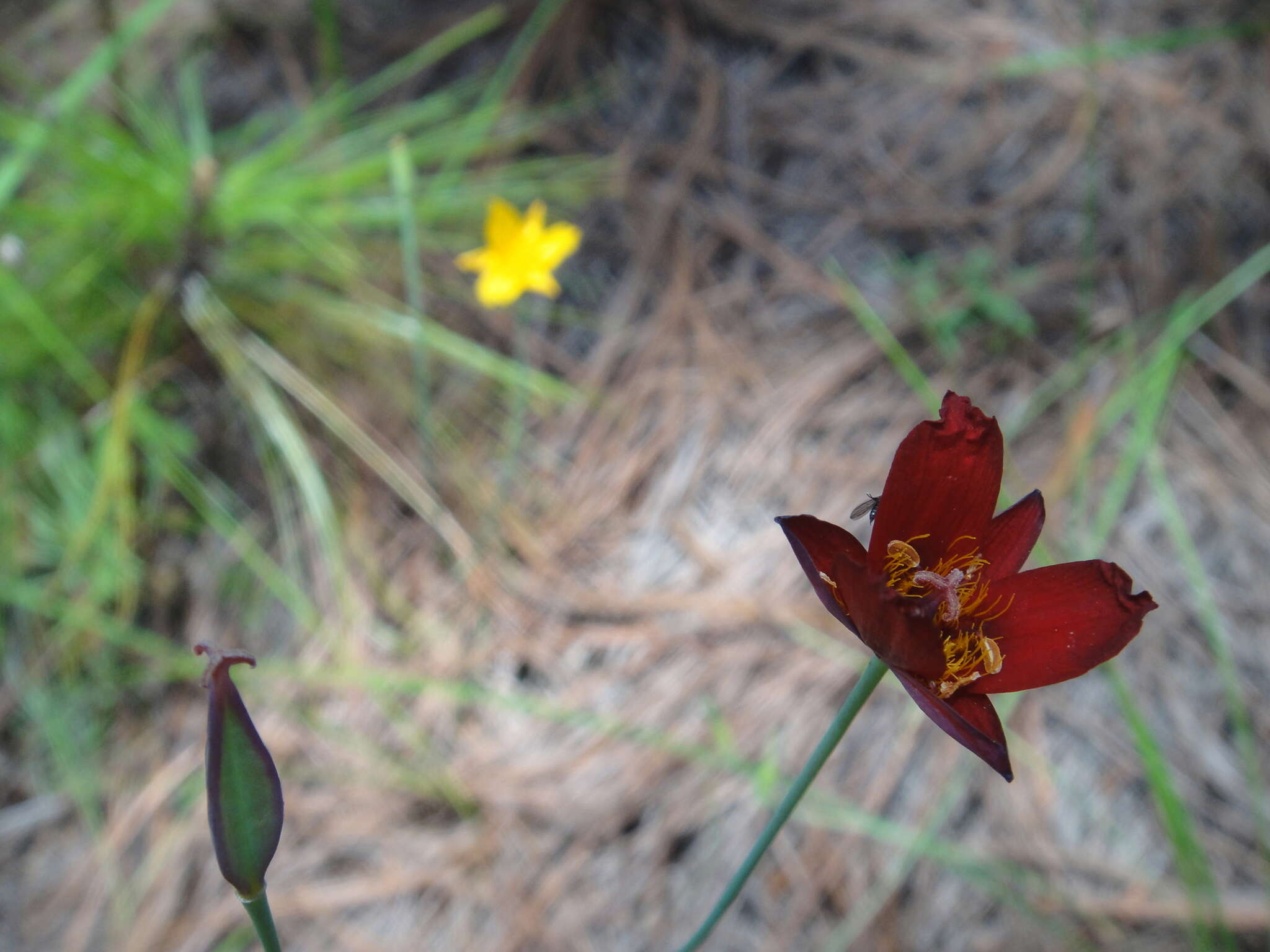 صورة Calochortus fuscus Schult. fil.