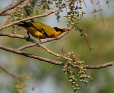 Image de Lannea coromandelica (Houtt.) Merr.