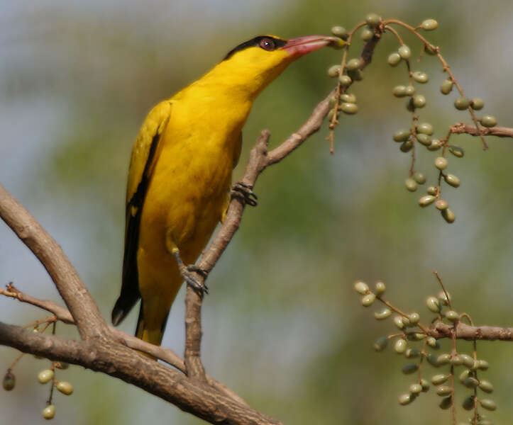 Image de Lannea coromandelica (Houtt.) Merr.