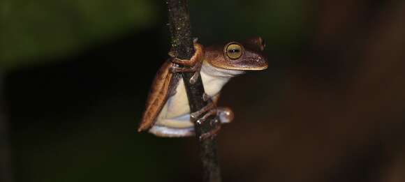 Image of Atlantic Forest Treefrog