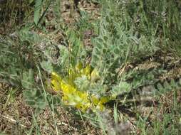 Image de Astragalus exscapus subsp. pubiflorus (DC.) Soó