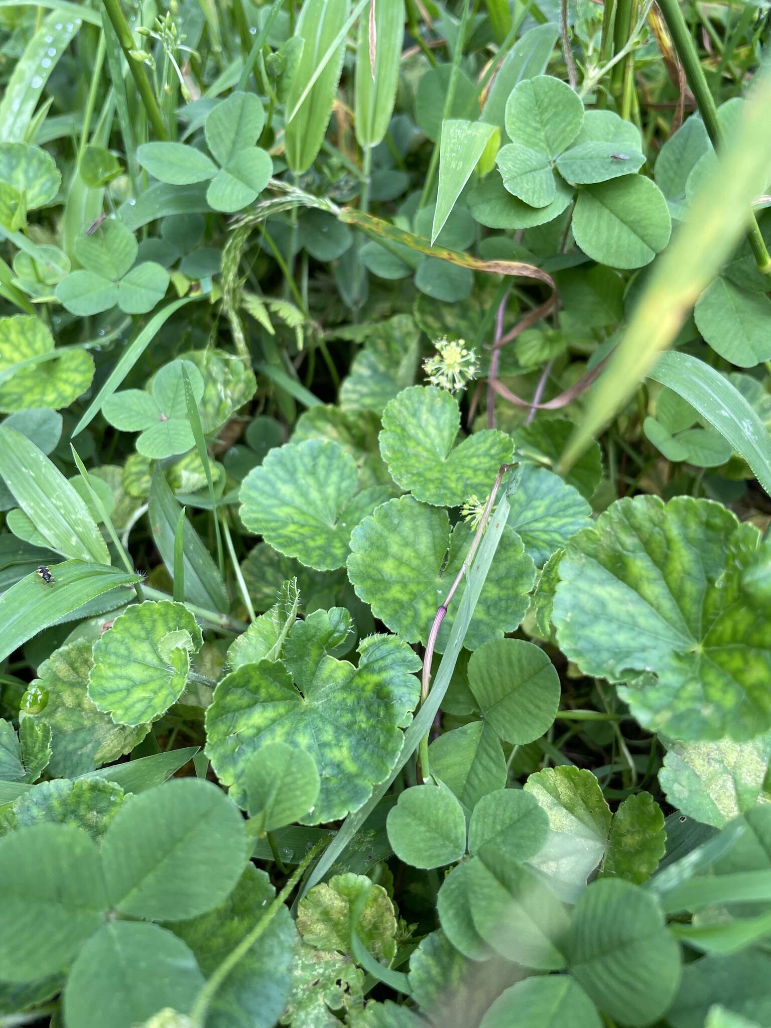 Image de Hydrocotyle bonplandii A. Rich.