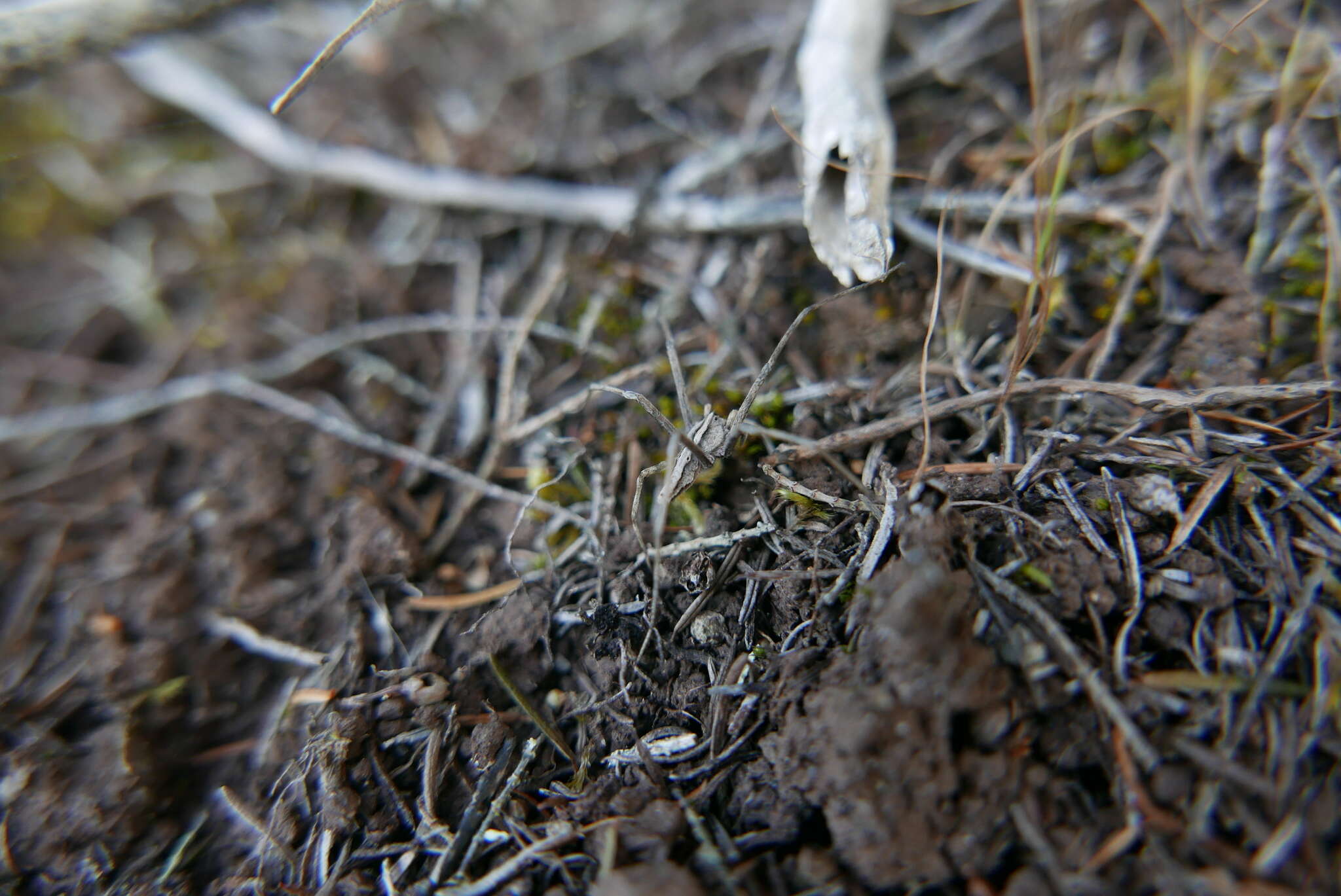 Plancia ëd Cladycnis insignis (Lucas 1838)