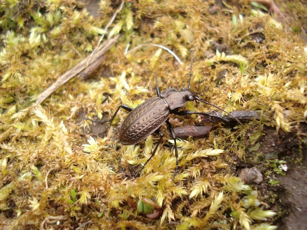 Image of Granulated Carabid