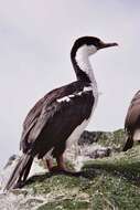 Image of Macquarie Shag