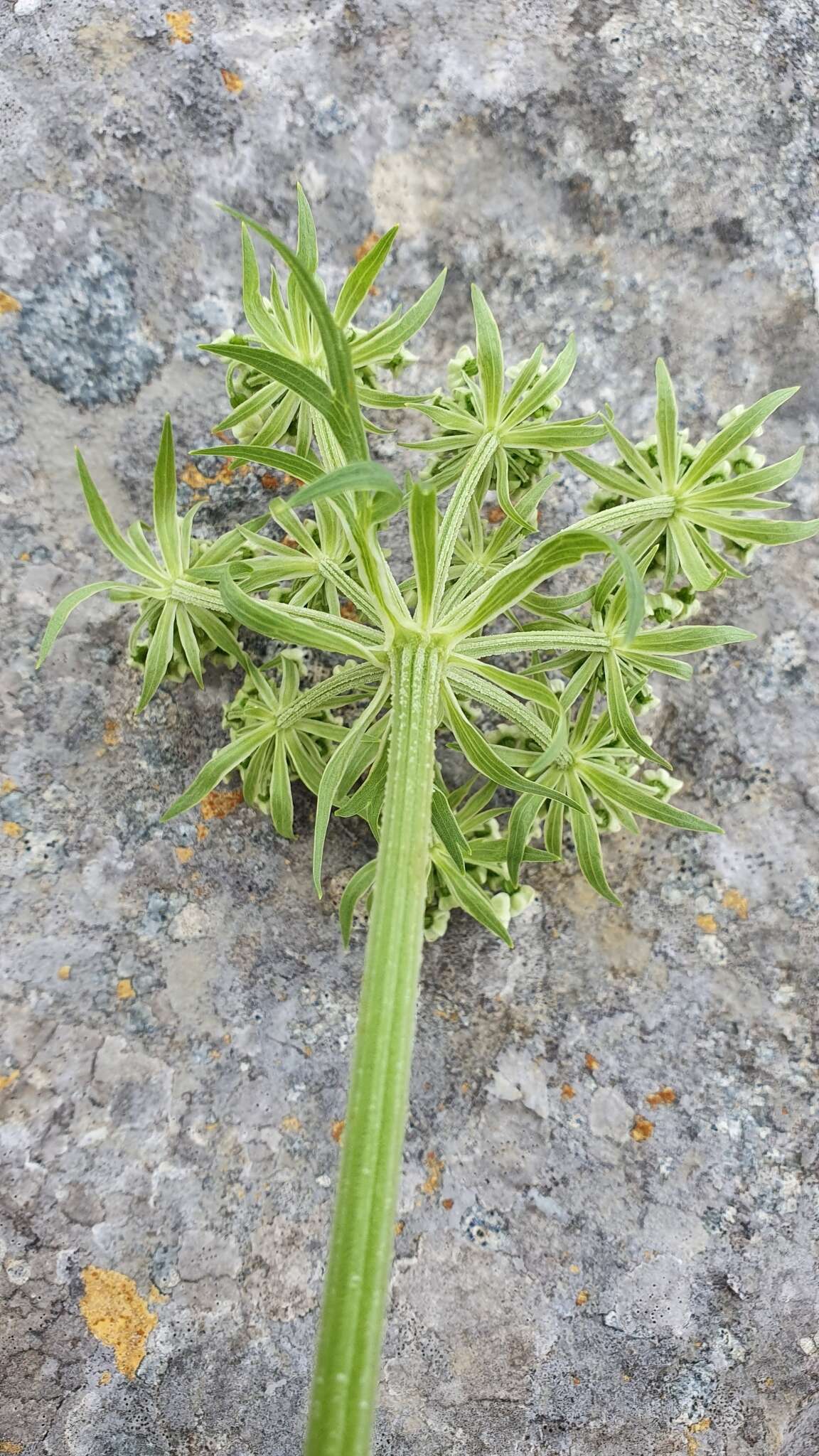 Pleurospermum resmi