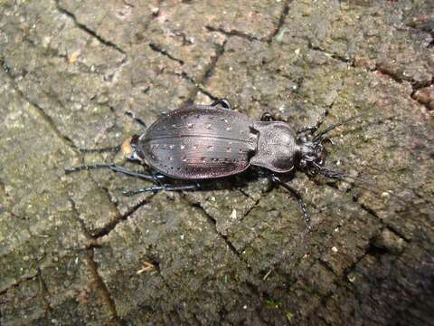 Image of Carabus (Oreocarabus) hortensis Linnaeus 1758