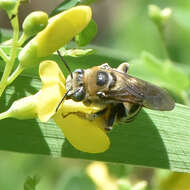 Image of Melissodes communis communis Cresson 1879