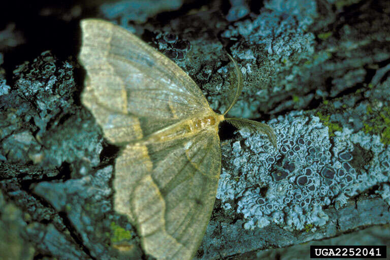 Image of Hemlock Looper