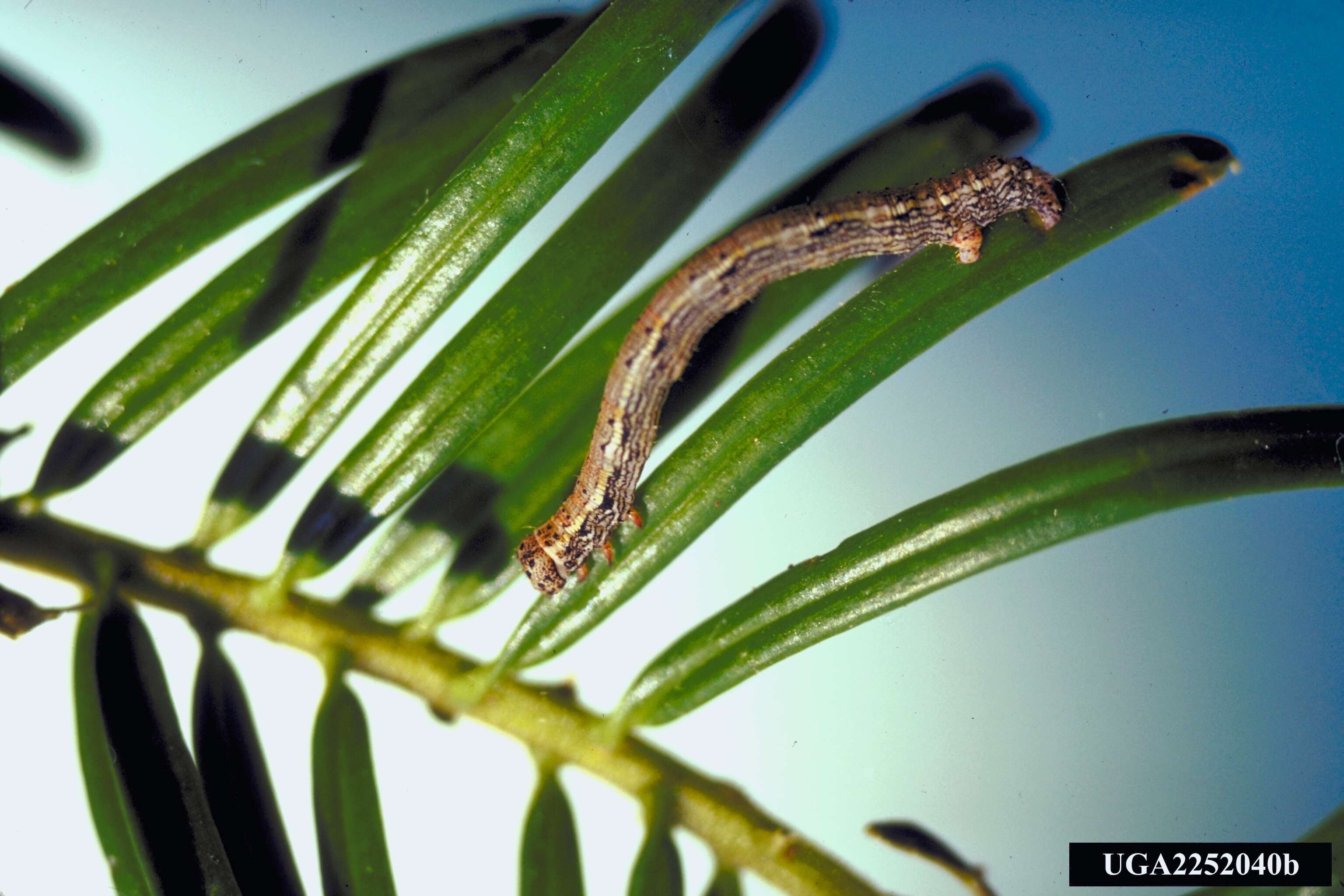 Image of Hemlock Looper