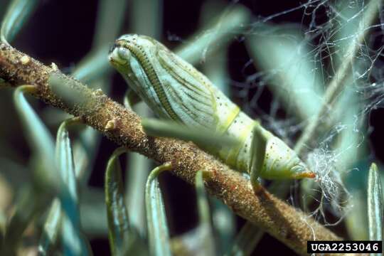 Image de Nepytia canosaria Walker 1862