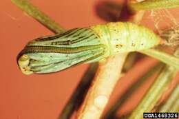 Image of Western False Hemlock Looper