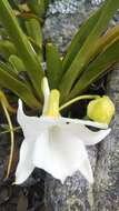 صورة Angraecum magdalenae Schltr. & H. Perrier