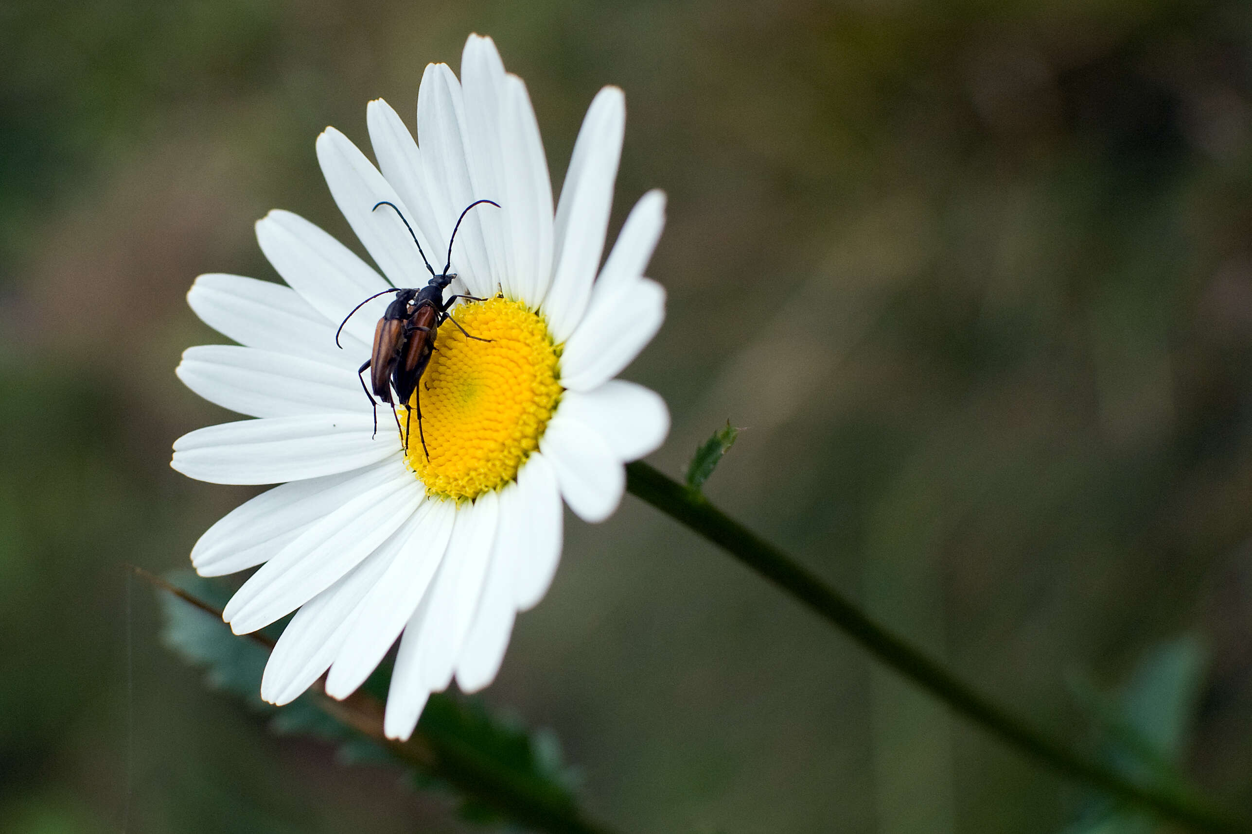 Image of Black-striped Longhorn Beetle