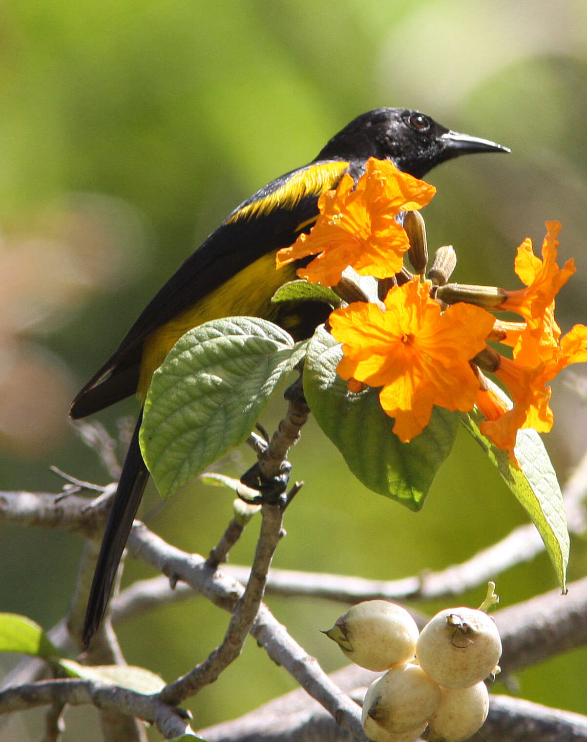 Image of Hispaniolan Oriole