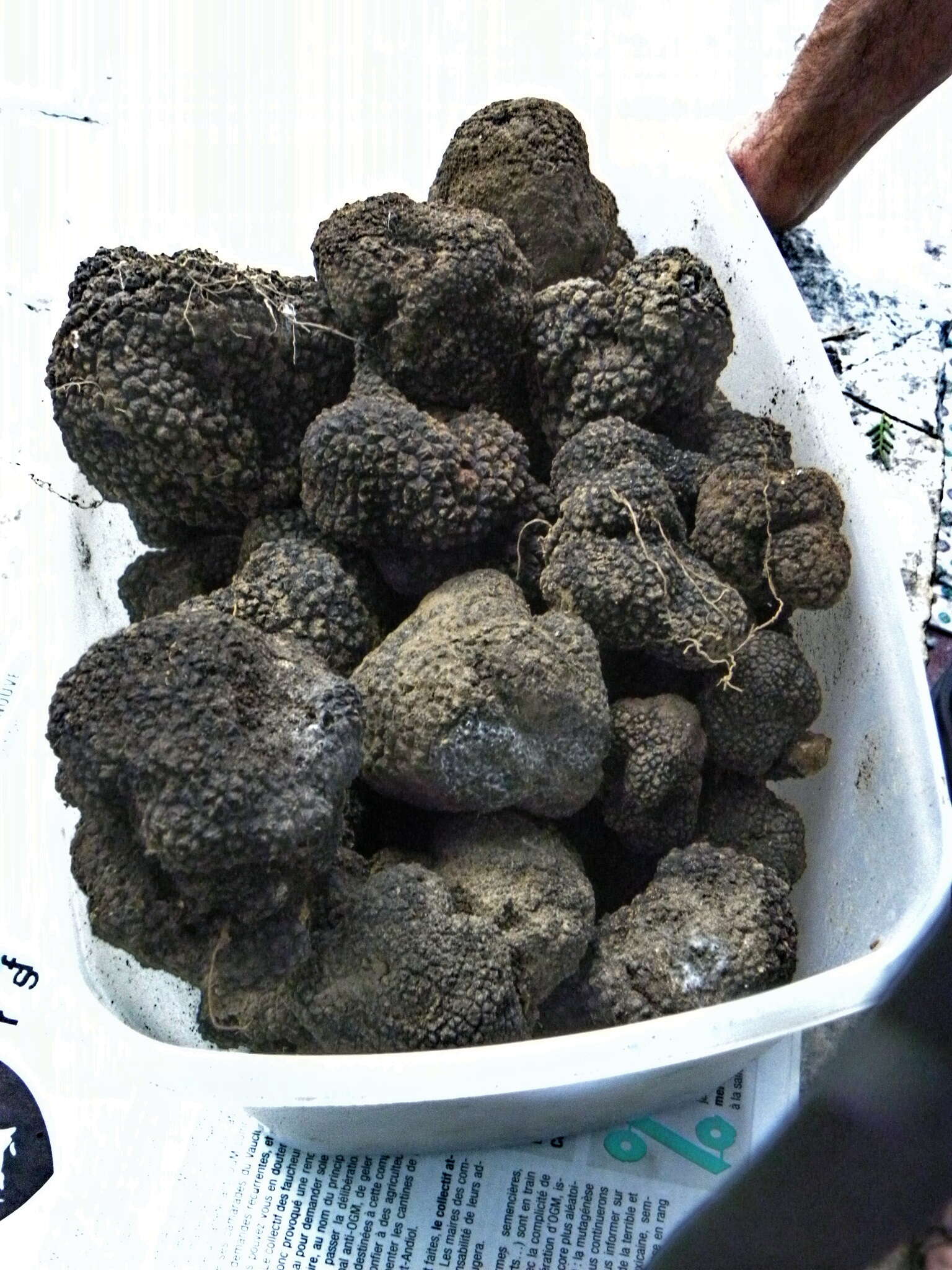 Image of Black Périgord Truffle