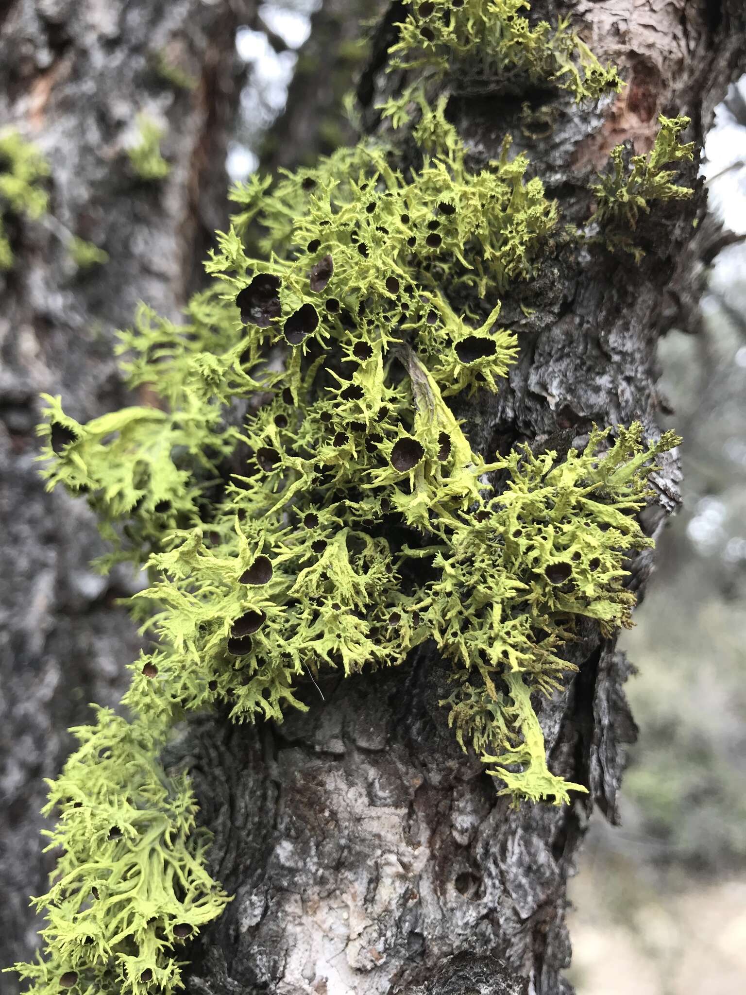 Image of Brown-eyed wolf lichen