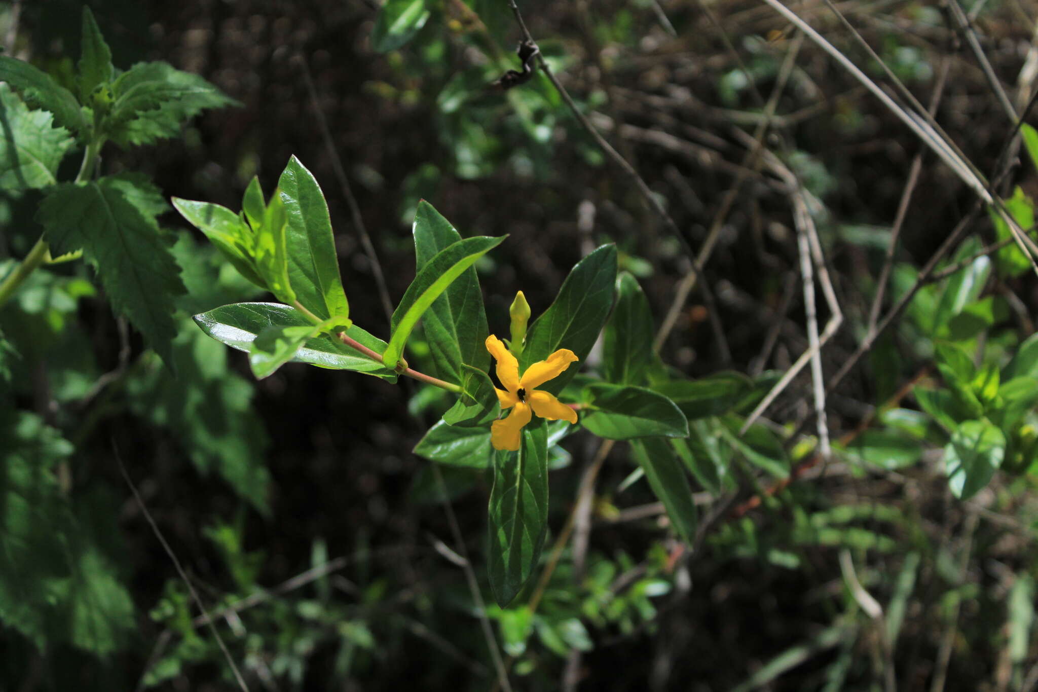 Image of Mandevilla mexicana (Müll. Arg.) R. E. Woodson