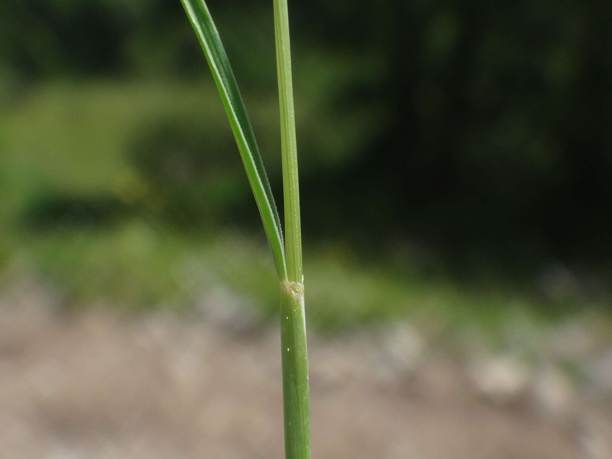 Image de Festuca rupicaprina (Hack.) A. Kern.