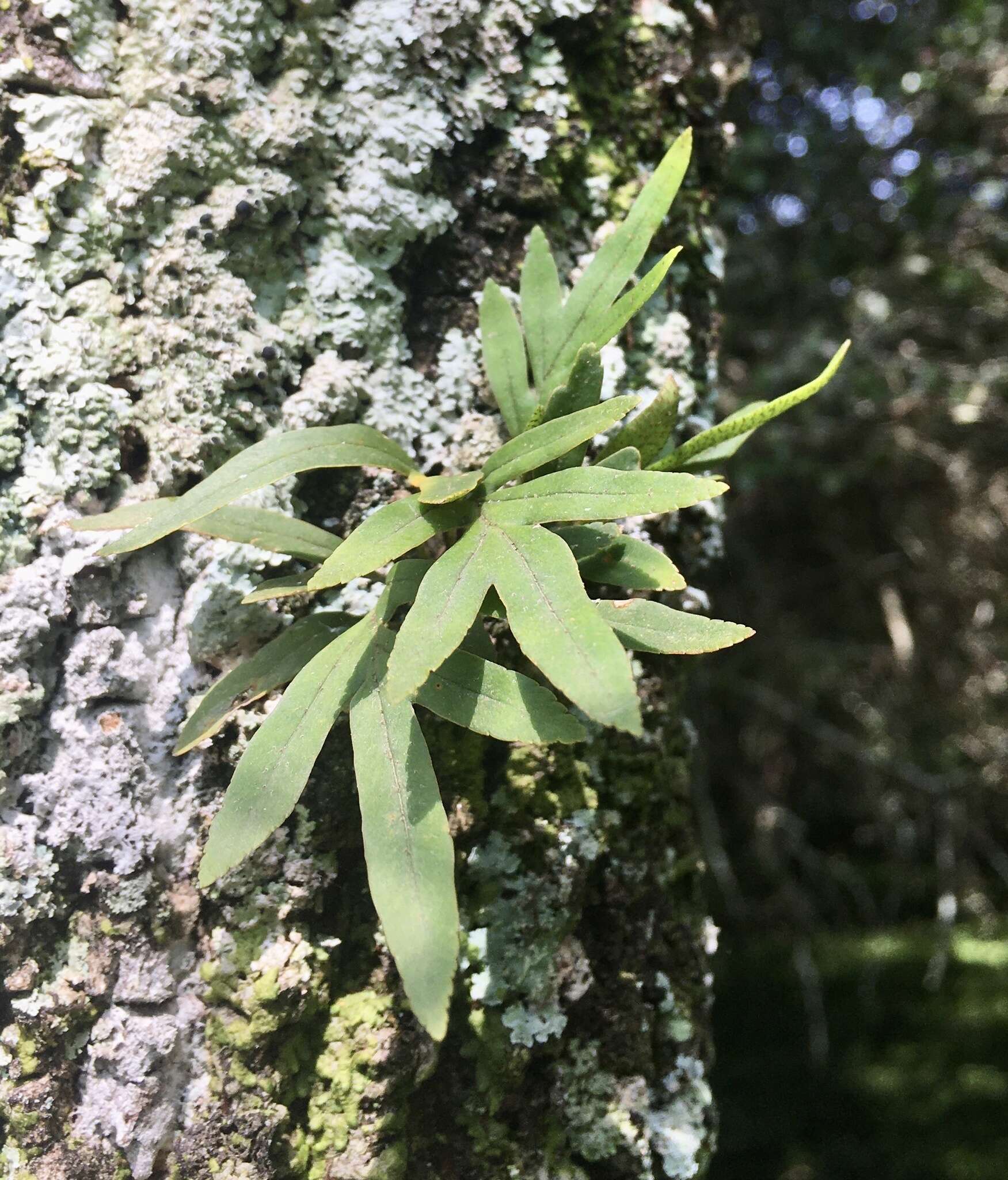 Image de Pleopeltis pleopeltifolia (Raddi) Alston