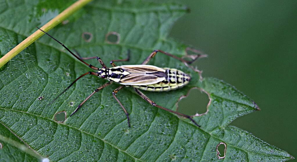 Image of Stenodema laevigata (Linnaeus 1758)