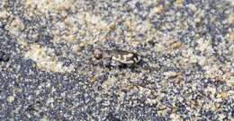 Image of Cicindela (Cicindela) hirticollis hirticollis Say 1817