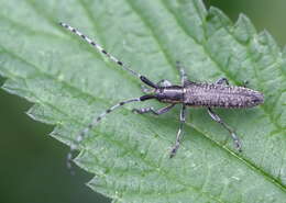 Image of Agapanthia (Epoptes) villosoviridescens (Degeer 1775)