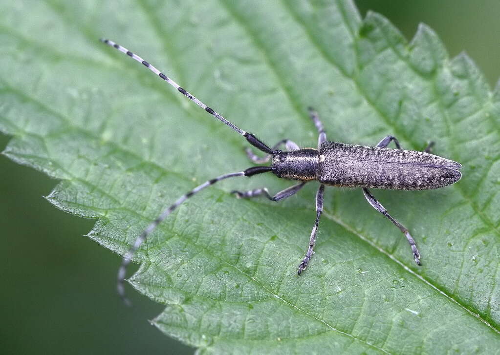 Image of Agapanthia (Epoptes) villosoviridescens (Degeer 1775)