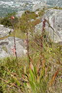 Image of Watsonia tabularis J. W. Mathews & L. Bolus