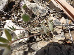 Image of Anthyllis vulneraria subsp. maura (Beck) Maire