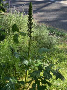 Image of Acanthus montanus (Nees) T. Anders.