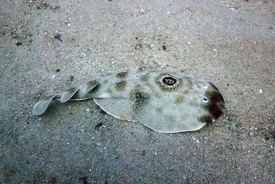 Image of Bullseye Electric Ray