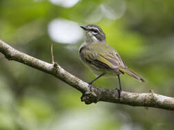 Image of Venezuelan Tyrannulet