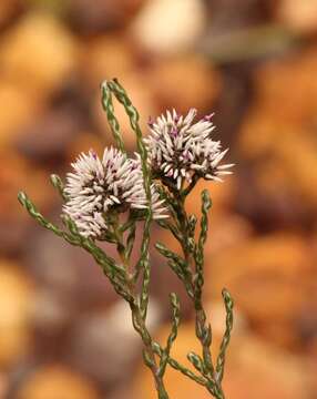 Image of Stoebe microphylla DC.