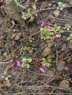 Image of Congdon's Monkey-Flower