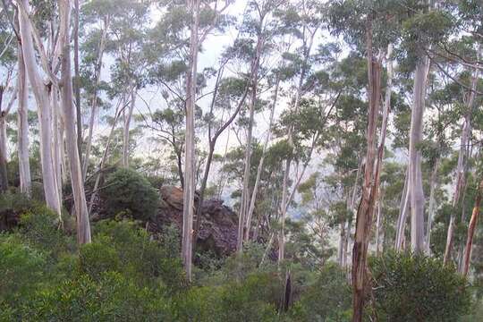 Image of Eucalyptus oreades F. Müll. ex R. T. Baker