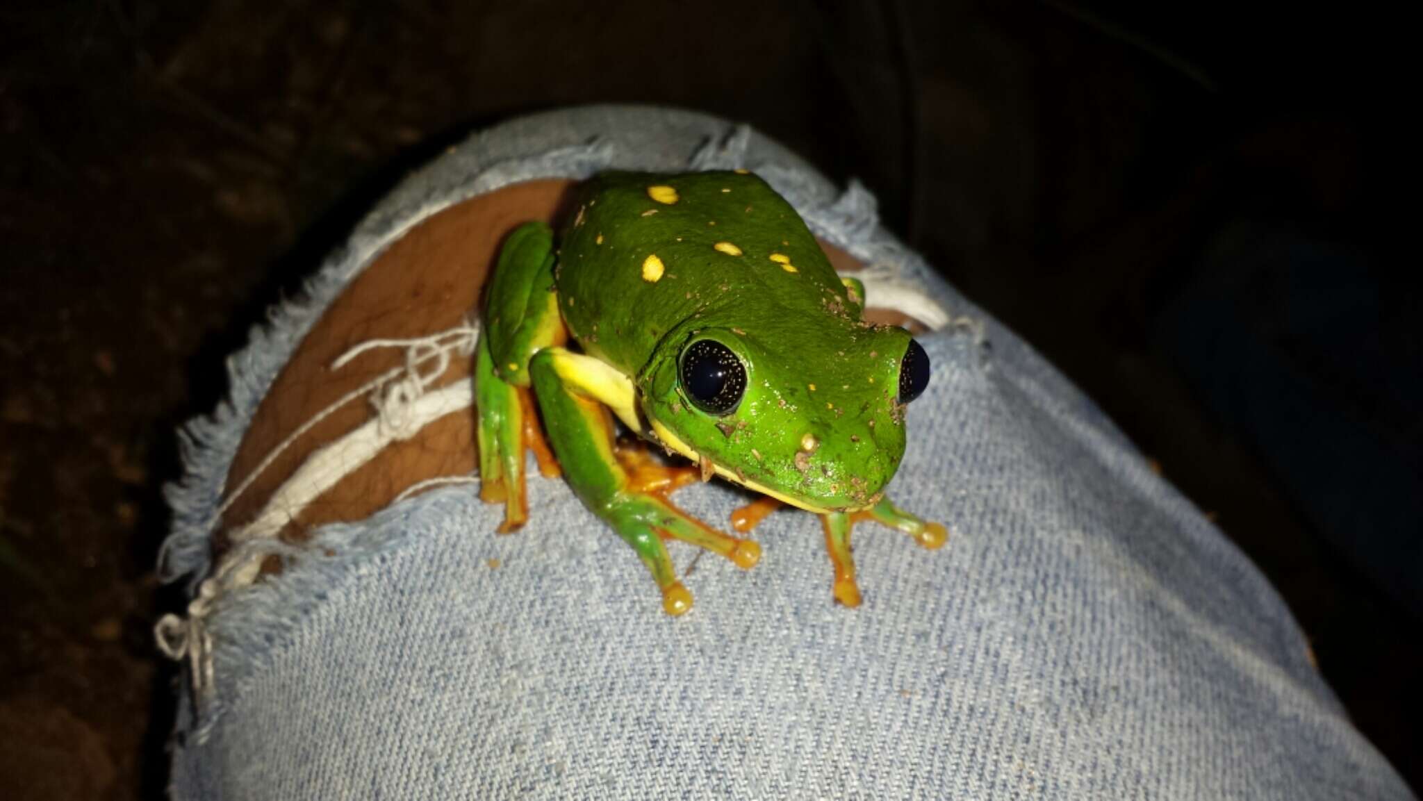 Image of Mexican leaf frog