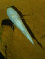 Image of Speoplatyrhinus