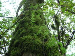 Image of licorice fern