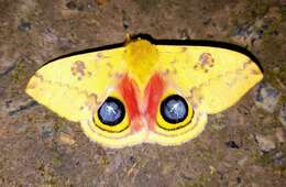 Image of Io Moth