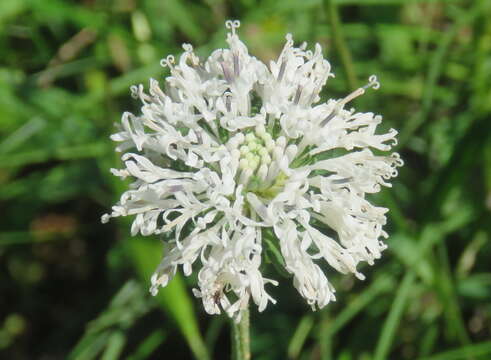 Marshallia obovata (Walt.) Beadle & F. E. Boynt.的圖片