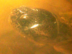 Image of West African mud turtle