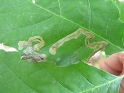 Image of Stigmella quercipulchella (Chambers ex Hayden 1882) Wilkinson et al. 1979