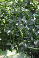 Image of Broad Bean