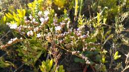 Image of European sea lavendar