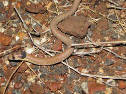 Image of Western hooded scaly-foot