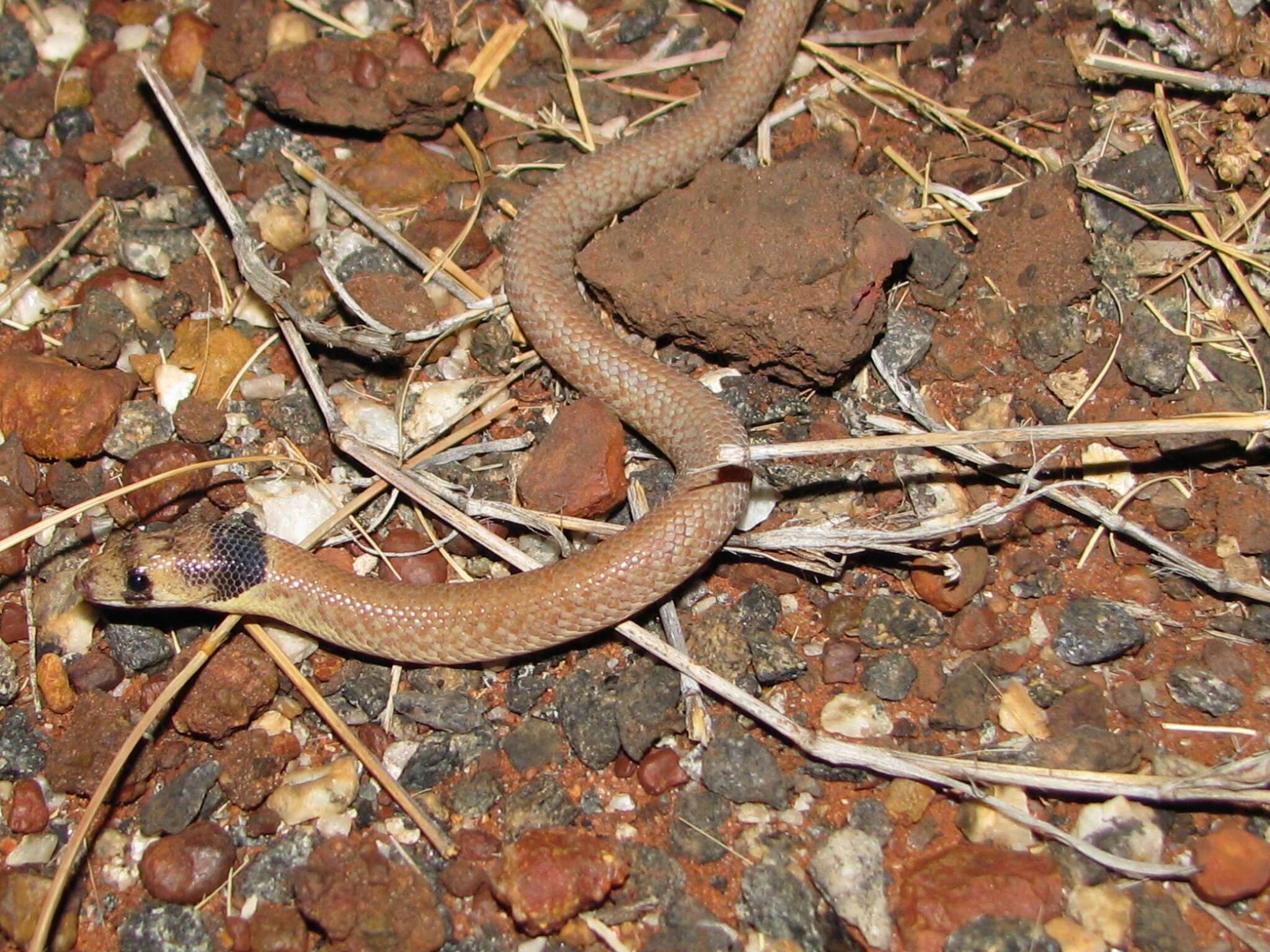 Image de Pygopus nigriceps (Fischer 1882)