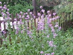 Imagem de Hesperis matronalis L.