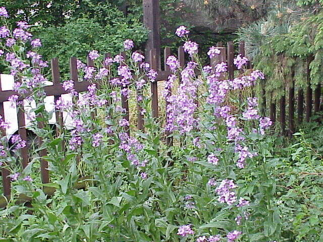 Imagem de Hesperis matronalis L.